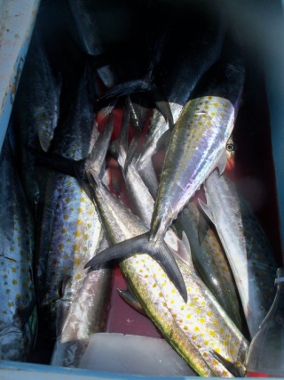 Un buen dia de pesca